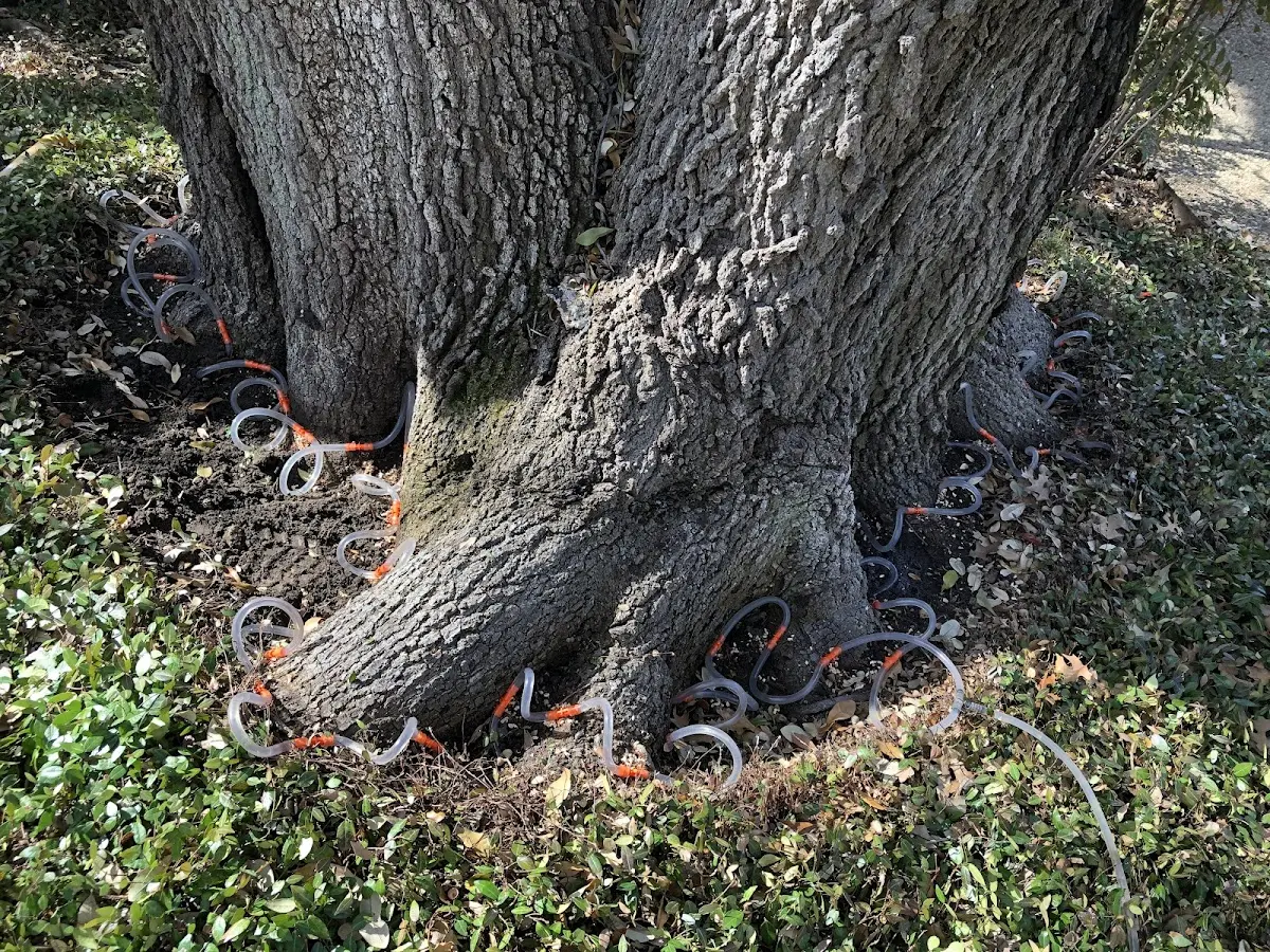 Detailed Tree Cabling and Bracing job site in Prattsville